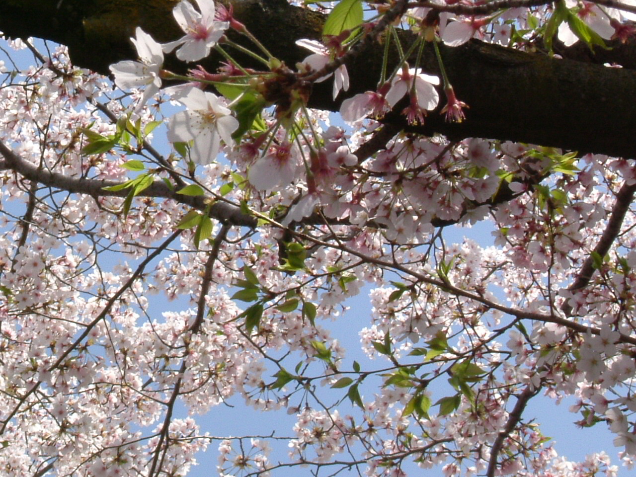 桜_f0150767_1141683.jpg