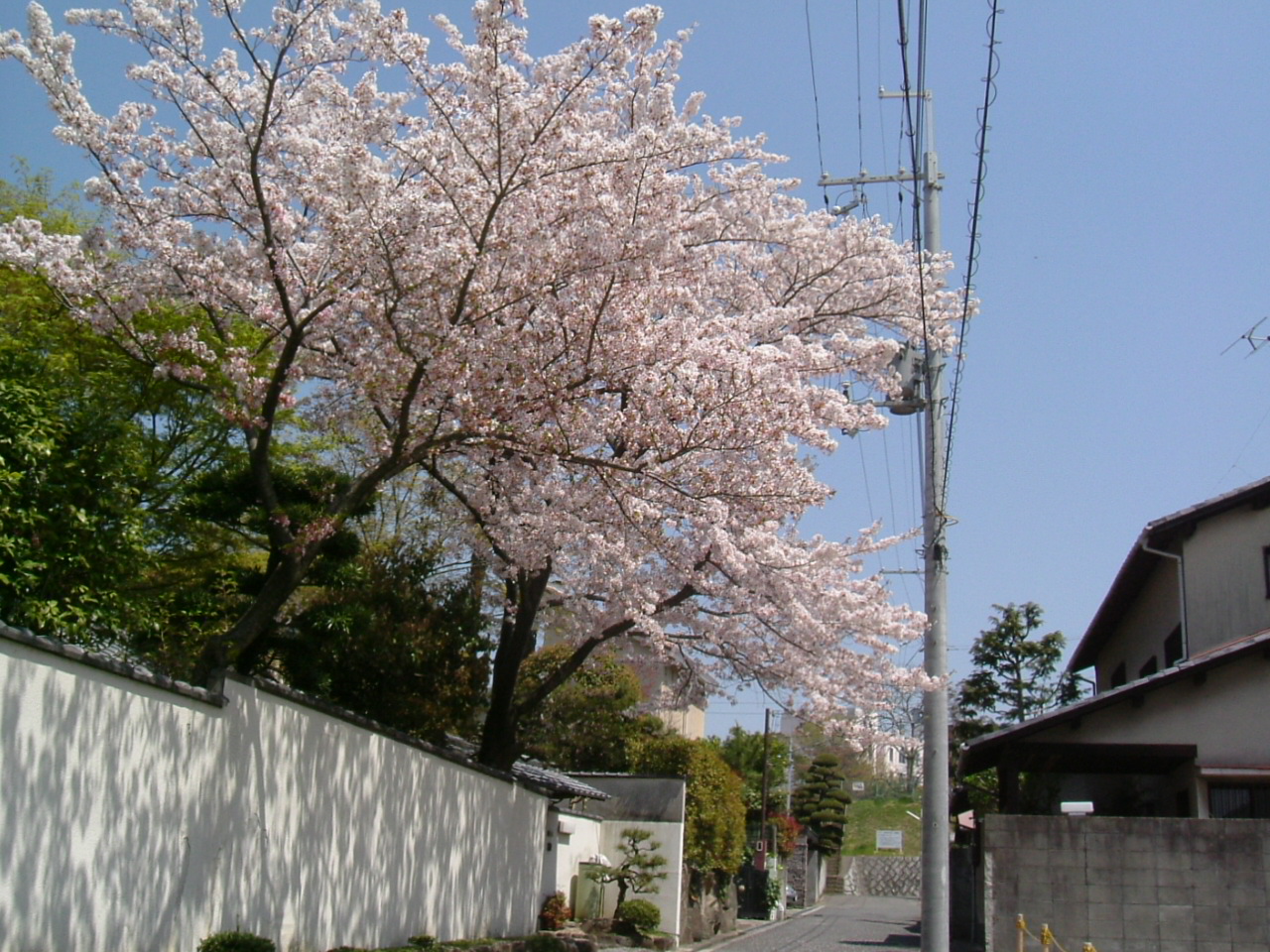 桜_f0150767_1143885.jpg