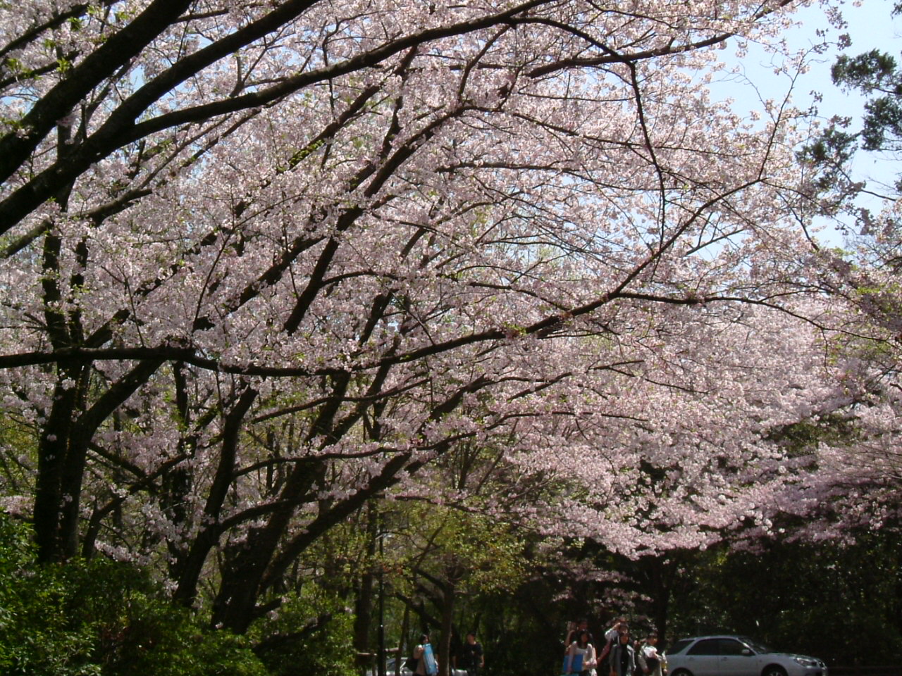 桜_f0150767_1145934.jpg