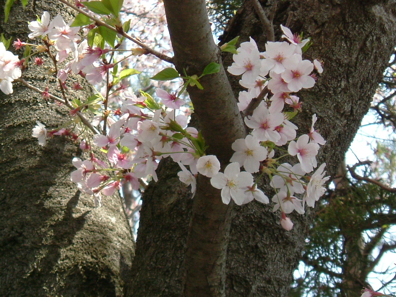 桜_f0150767_114629.jpg