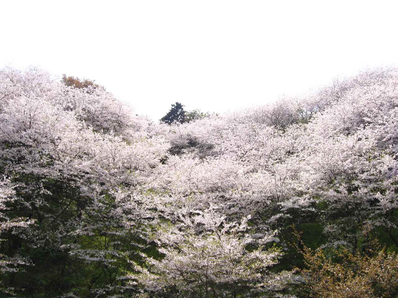 藤枝金比羅山の桜 ツードラ日記