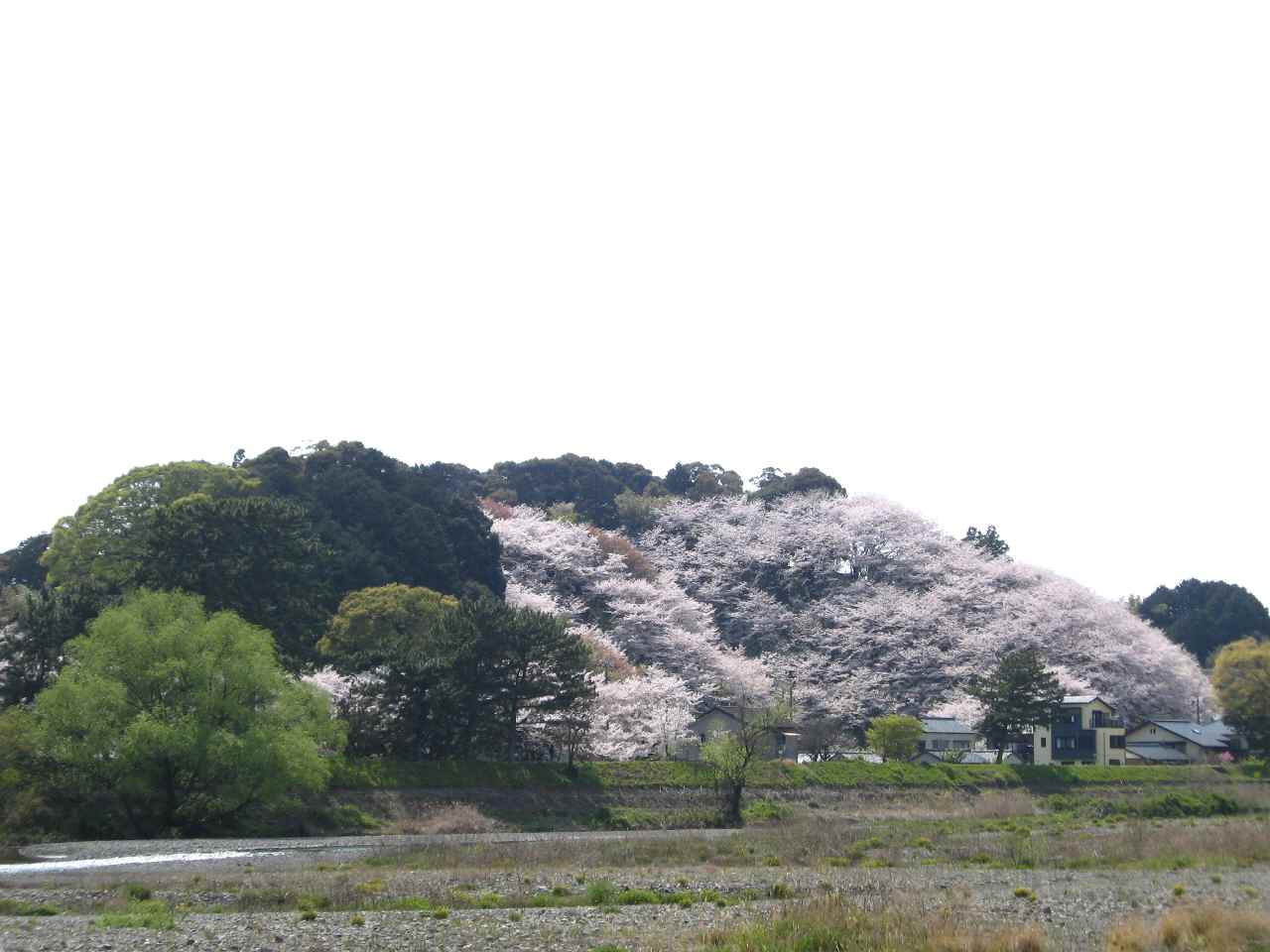 藤枝金比羅山の桜 ツードラ日記