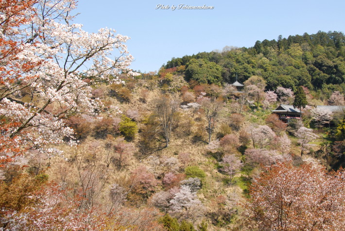 春の風に吹かれて（吉野　中千本界隈）最終章_f0182571_214538.jpg