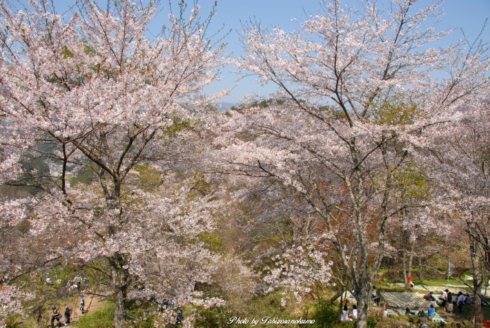 春の風に吹かれて（吉野　中千本界隈）最終章_f0182571_2155422.jpg