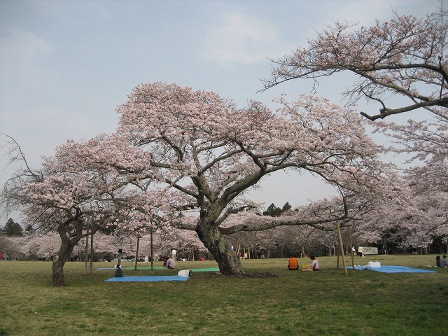 桜　まんか～い♪♪　三神峯公園_e0106372_20271581.jpg
