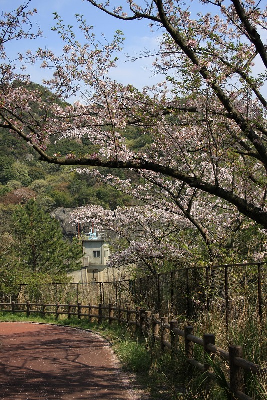 熊取町　永楽ダム　４／１１②_e0174074_10461831.jpg