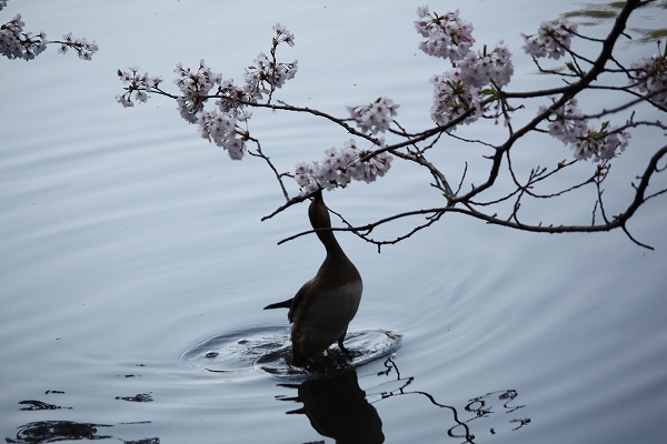 桜・・こぼれ話_f0188274_16353883.jpg