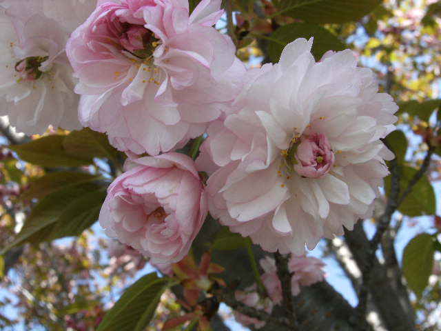 今日も桜　ネックレスへ_f0137275_3591075.jpg