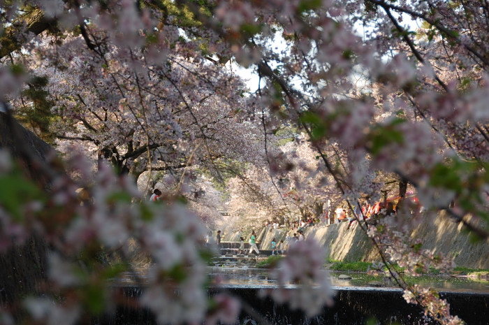 夙川公園・桜_f0175475_9591446.jpg