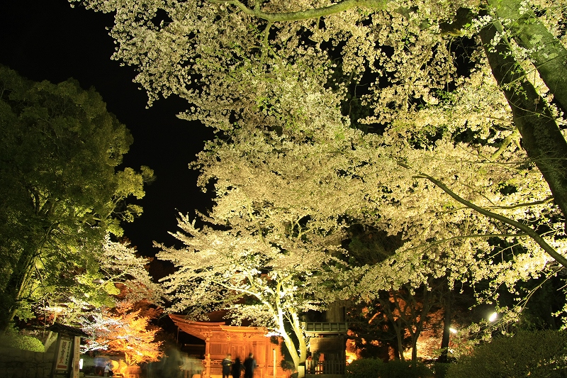 琵琶湖疎水と三井寺の夜桜_c0196076_1147586.jpg