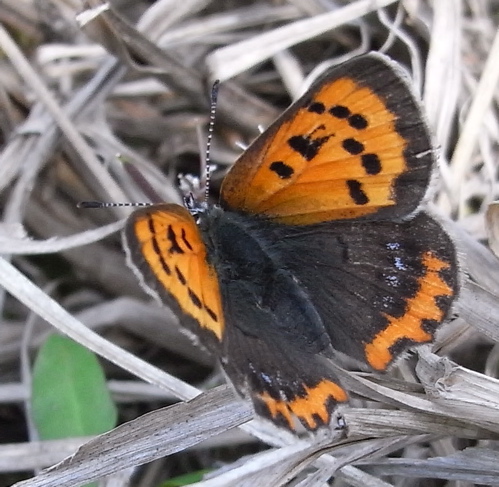 a0061977_2245436.jpg