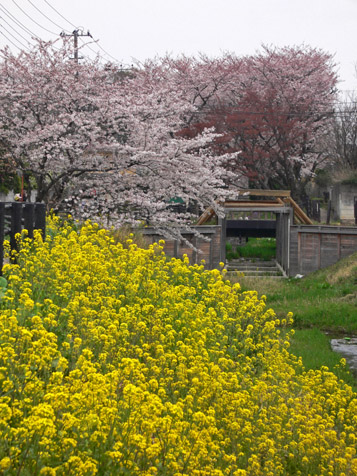 ４月４日、土曜日午後の桜_e0112077_1261269.jpg