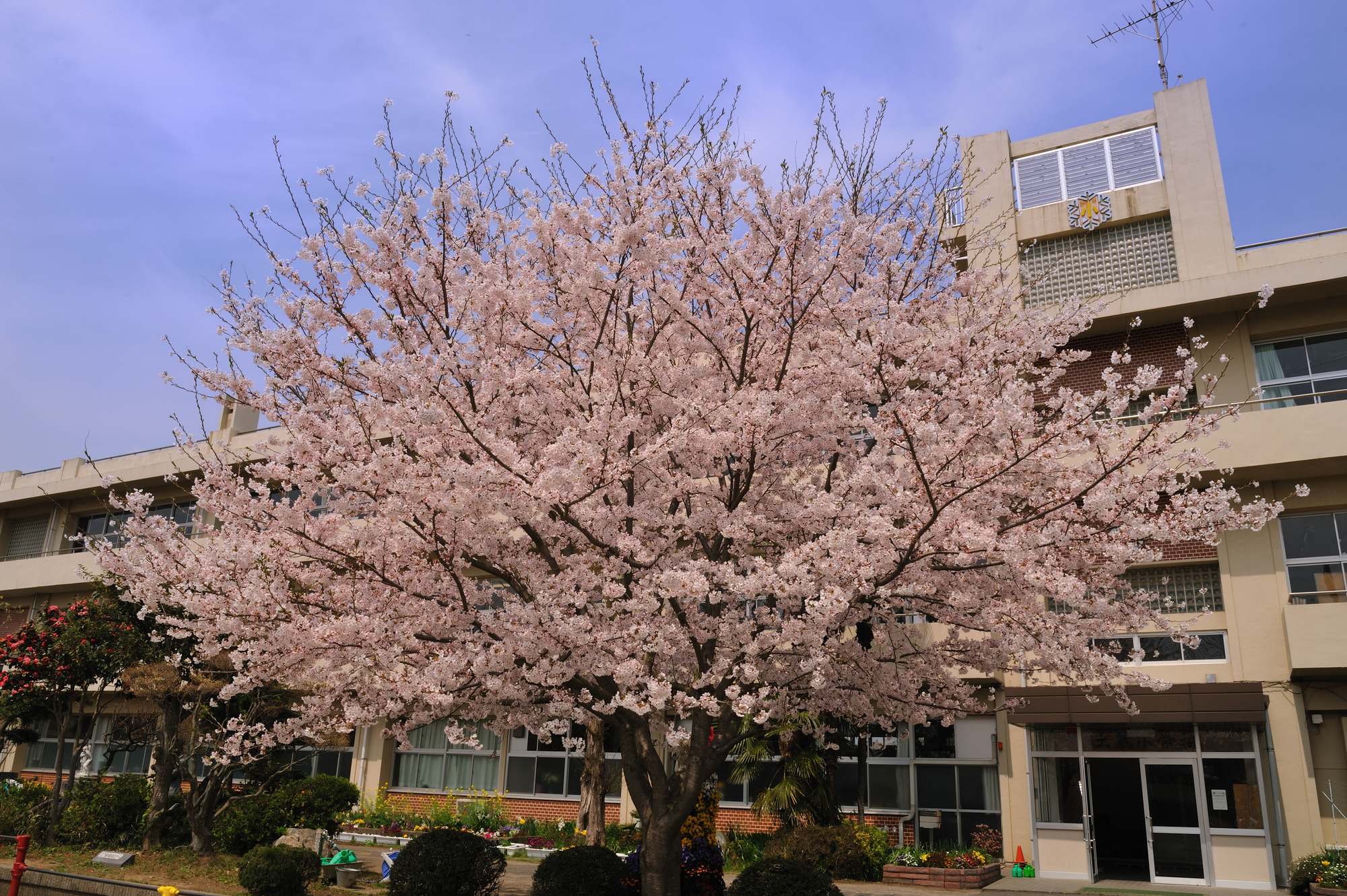 学校の桜_e0071178_10203968.jpg