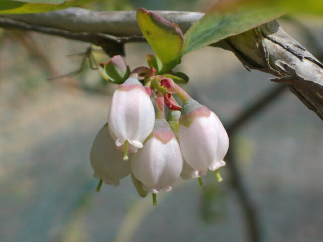 ラビットアイ系の花柱の長さについて ブルーベリーの育て方 栽培 ブルーベリー ノート Blueberrynote