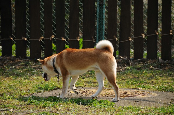 とぶき　200903 35_c0109780_874215.jpg