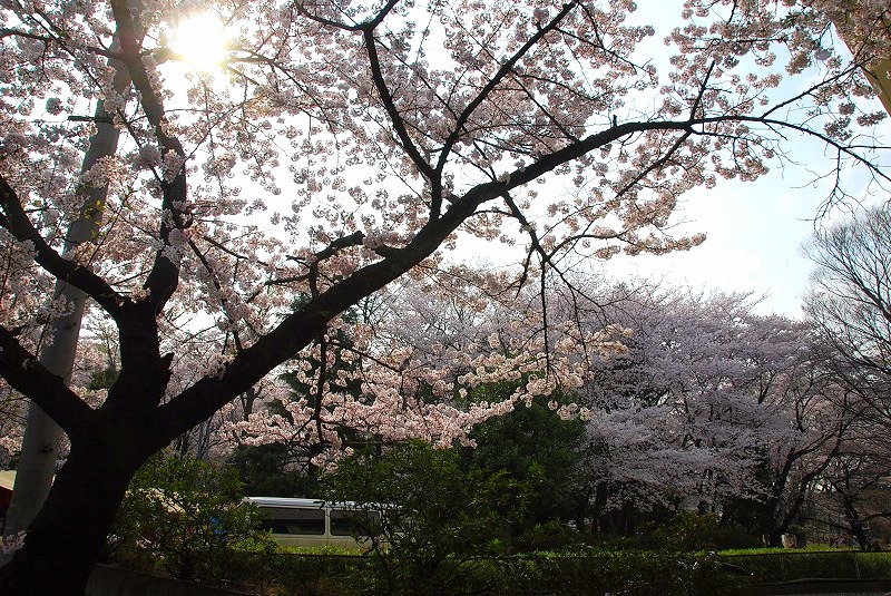 鎌倉、与野公園他、写真、歌あれこれ_c0187781_1055251.jpg