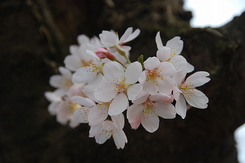 鎌倉、与野公園他、写真、歌あれこれ_c0187781_10555198.jpg