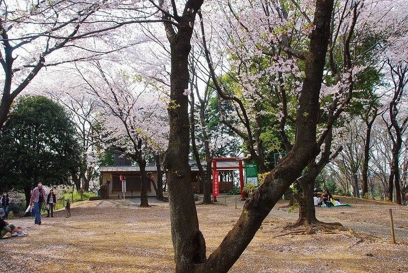 鎌倉、与野公園他、写真、歌あれこれ_c0187781_110770.jpg