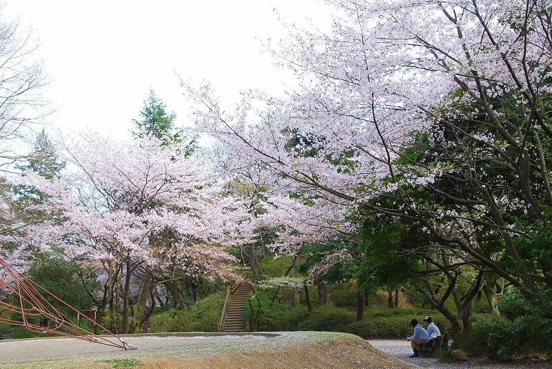 鎌倉、与野公園他、写真、歌あれこれ_c0187781_11134147.jpg