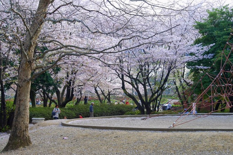 鎌倉、与野公園他、写真、歌あれこれ_c0187781_1145679.jpg