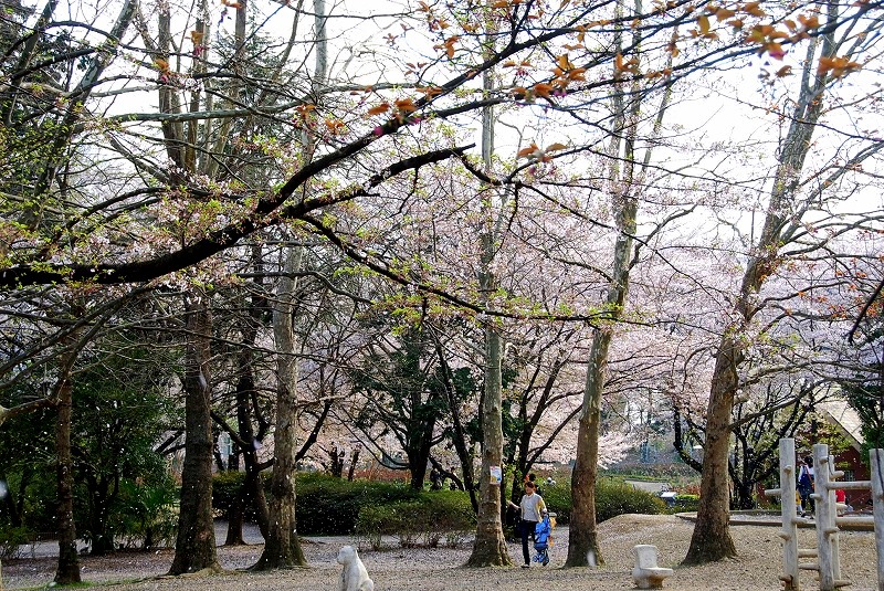 鎌倉、与野公園他、写真、歌あれこれ_c0187781_1164834.jpg