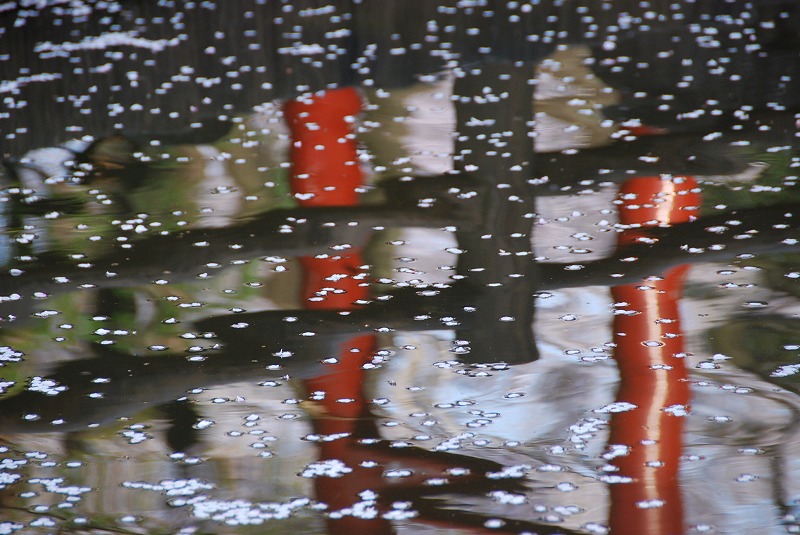 鎌倉、与野公園他、写真、歌あれこれ_c0187781_118574.jpg