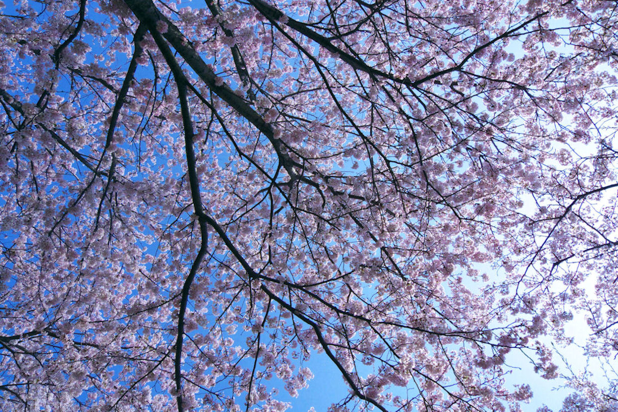 旧鉄道跡堤の桜並木_f0034583_14432323.jpg