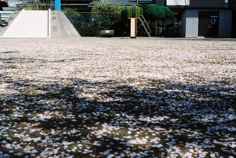 大人な花見と子供な花見_b0130585_14421519.jpg