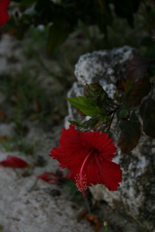 b0143686_11255342.jpg