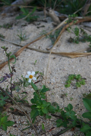 b0143686_1126366.jpg