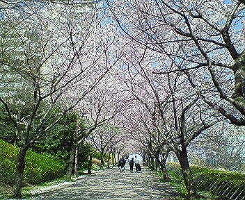 南大沢：「フォレストモールの揚げパン」と「桜」_c0014187_0502177.jpg