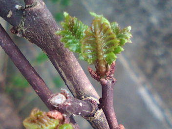 e0175288_1040167.jpg