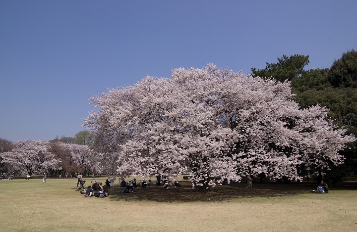 ４月６日桜満開の新宿御苑にて_f0125990_1875973.jpg