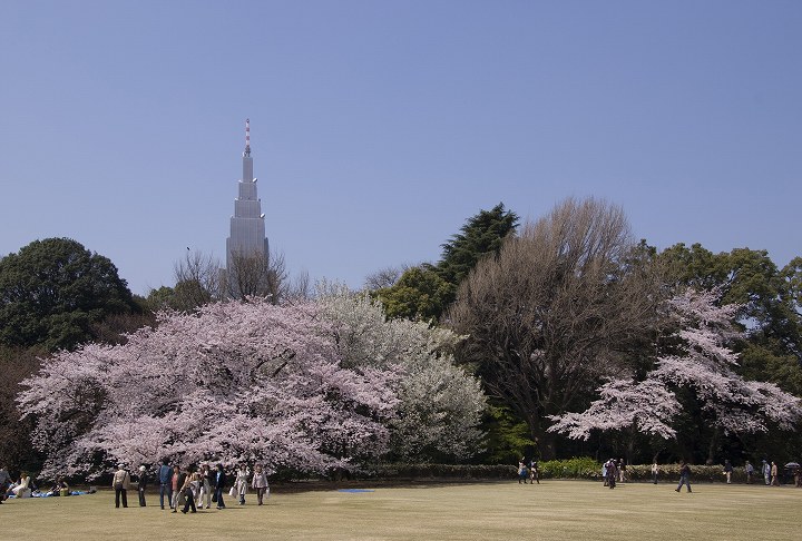 ４月６日桜満開の新宿御苑にて_f0125990_1881469.jpg