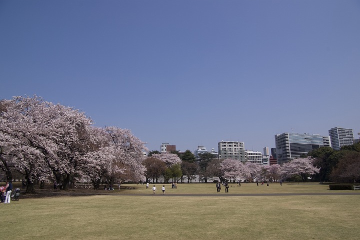 ４月６日桜満開の新宿御苑にて_f0125990_1885616.jpg