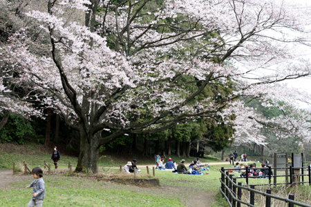 先週末の桜_e0072091_23132100.jpg