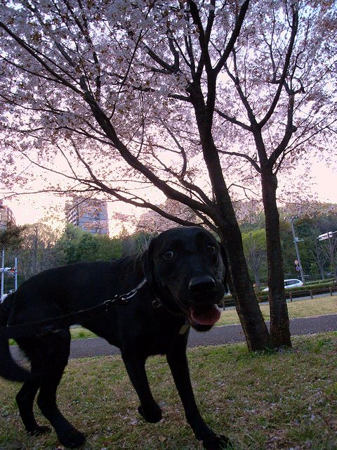 a0093592_111322.jpg