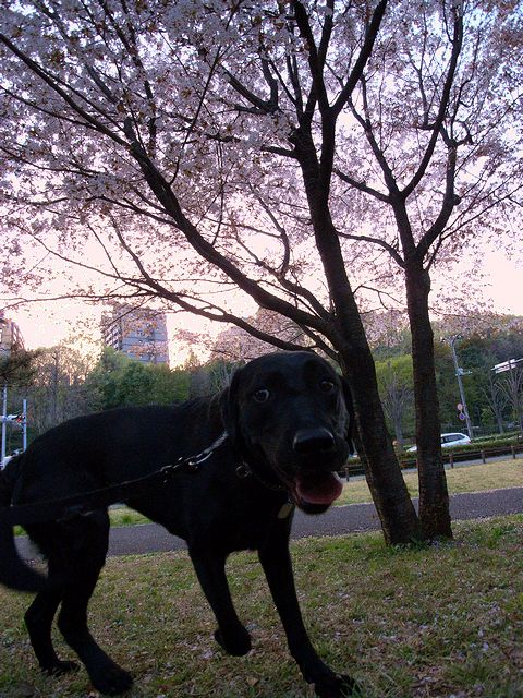 花見散歩2009_a0093592_111322.jpg