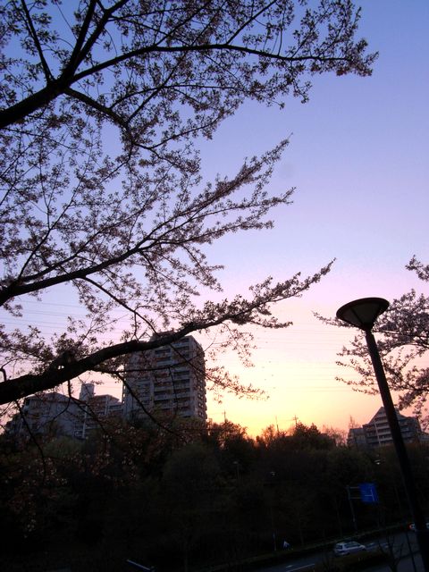 花見散歩2009_a0093592_1191626.jpg