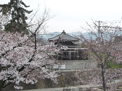 桜～桜ぁ～♪_c0108693_2118695.jpg