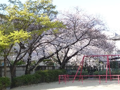 桜～桜ぁ～♪_c0108693_2125242.jpg