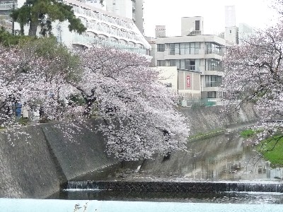 桜～桜ぁ～♪_c0108693_21261016.jpg