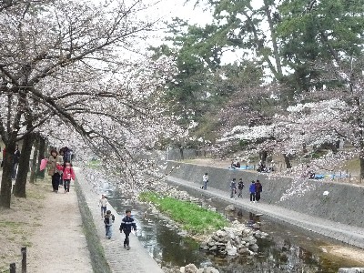 桜～桜ぁ～♪_c0108693_21385677.jpg