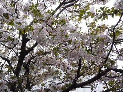 桜～桜ぁ～♪_c0108693_224230.jpg