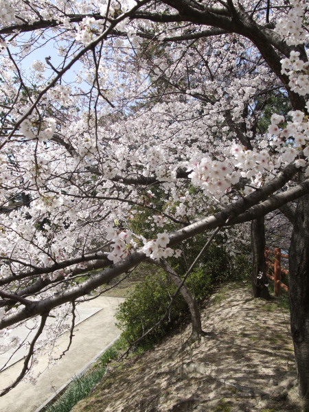 桜の記憶2009　Part-01　　小倉城・勝山公園（2009.03.27）_d0147393_810328.jpg