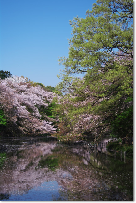 4/10(金)の井の頭公園_a0049195_27418.jpg