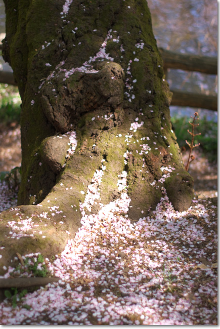 4/11(土)の井の頭公園_a0049195_9445977.jpg