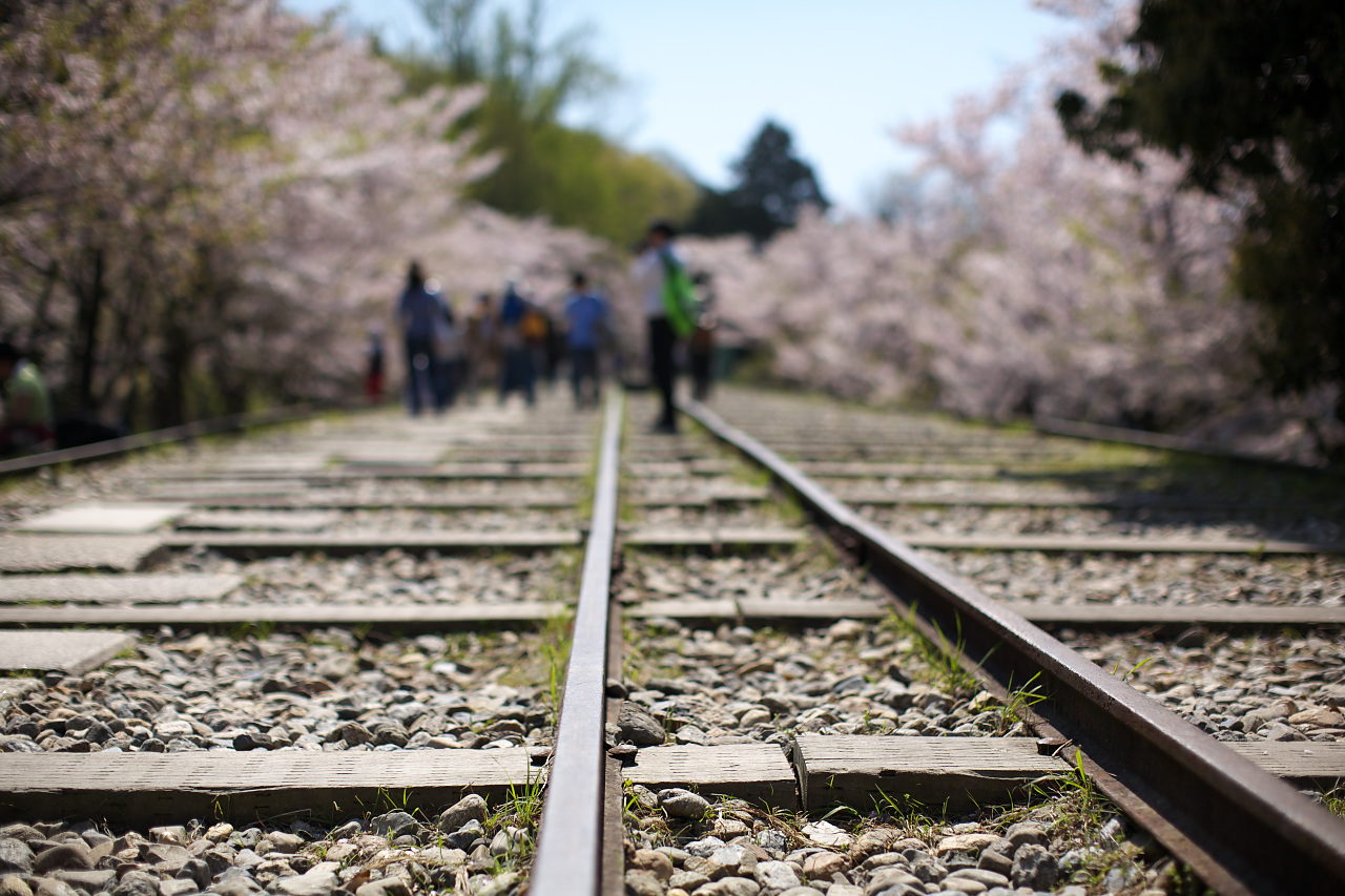 今年もありがとう・・・・京の桜_e0017995_18571571.jpg