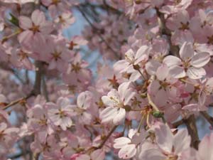 小諸懐古園の桜が見頃となりました。_e0120896_1733569.jpg