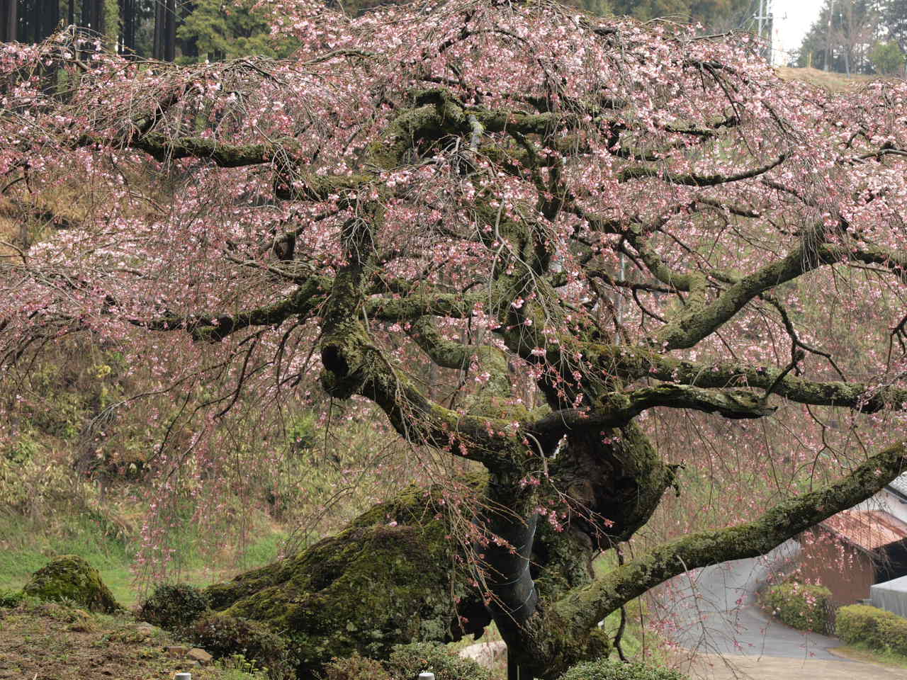 瀧蔵神社の権現桜_d0020300_0524481.jpg